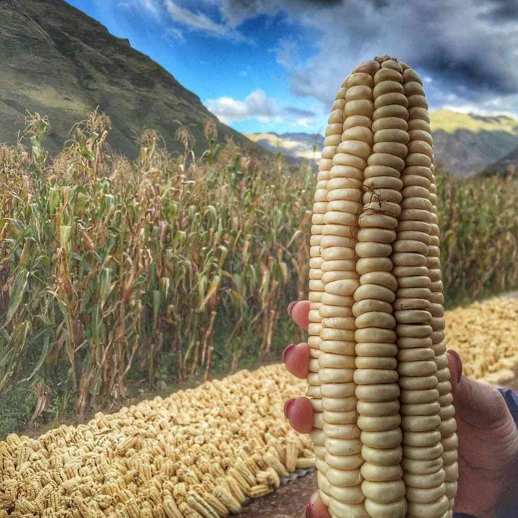 Maiz de Urubamba.