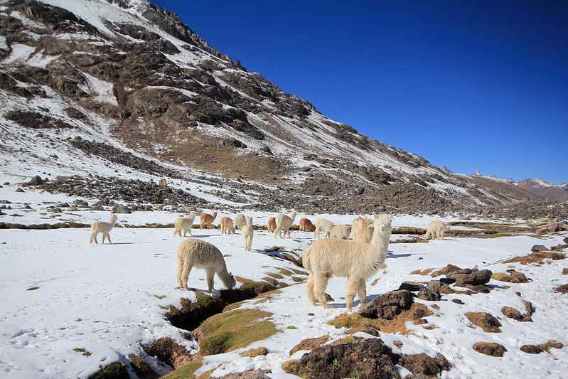 Camino que se dirige a las 7 Lagunas, Fauna típica de Cusco.