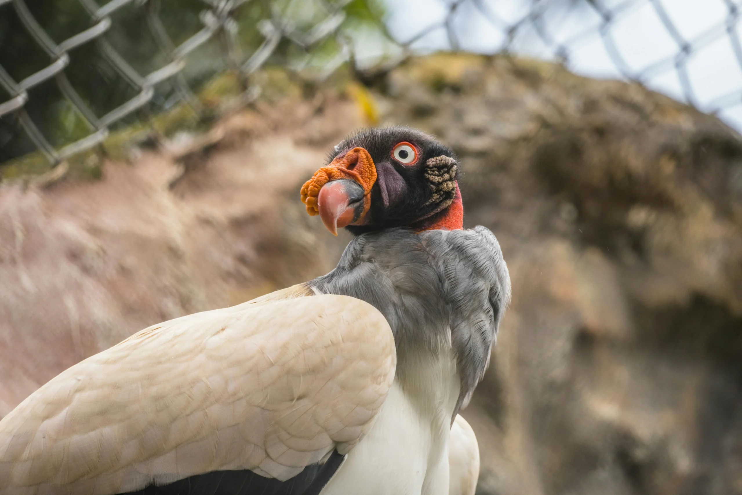 Gallinazo el ave protectora del Cañon de los Perdidos