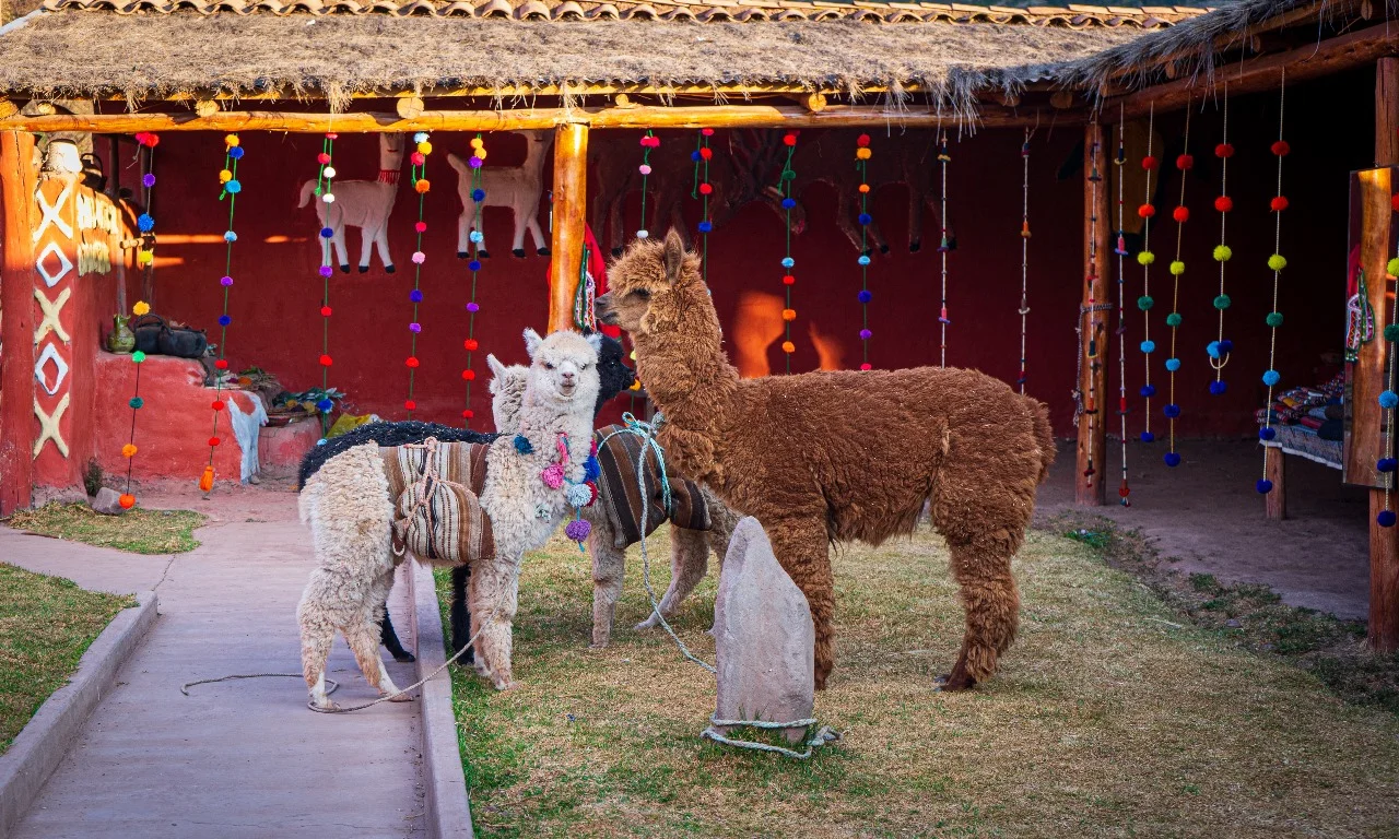 Alpacas in a typical Chinchero house