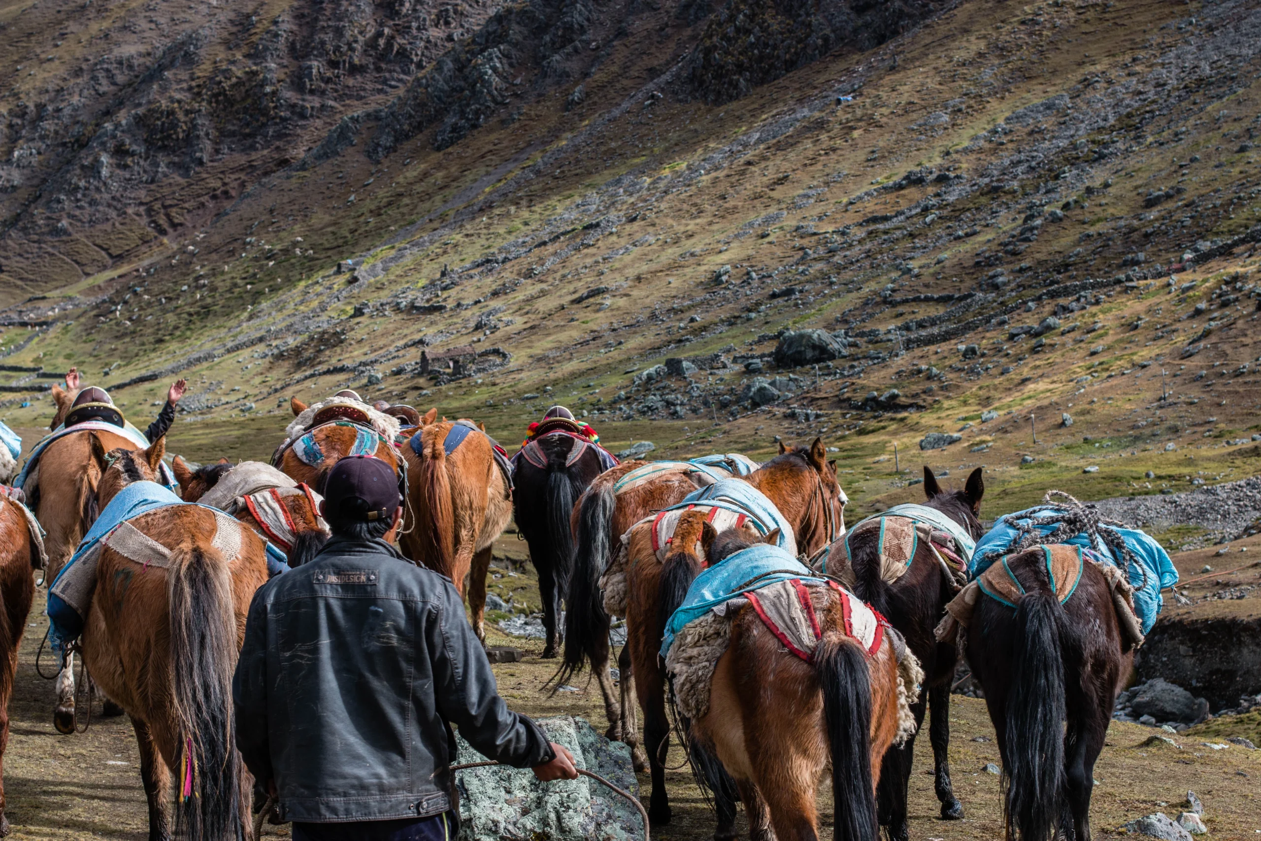 Caballos en la ruta de la peregrinación al Señor de Qoylluriti