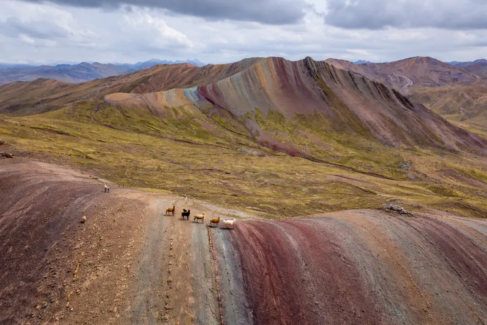 Palccoyo Rainbow Mountain in Cusco with small llamas on a colorful ridge, aerial drone view