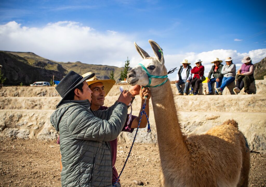 Tour Cañón del Colca y Chivay 2 Días / 1 Noche desde Arequipa