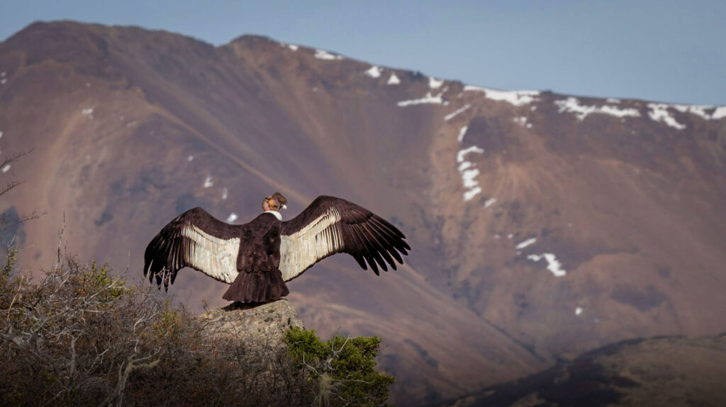 AREQUIPA COLCA CANYON TOUR 1 DAY