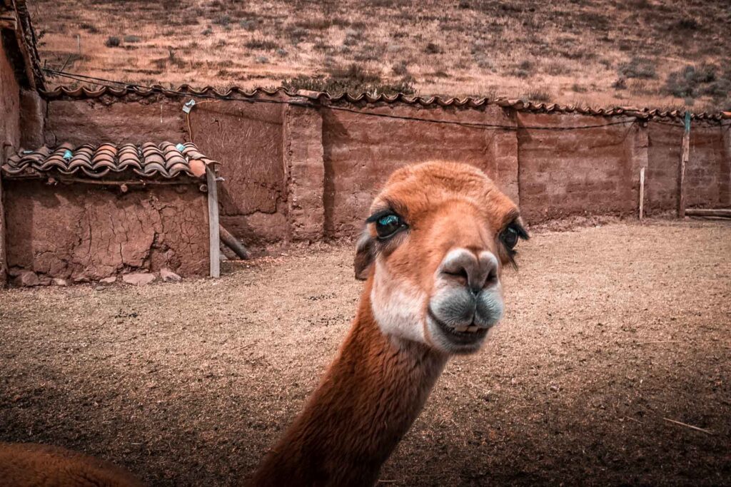Paquete de Lujo Cusco y Machu Picchu 5 Días