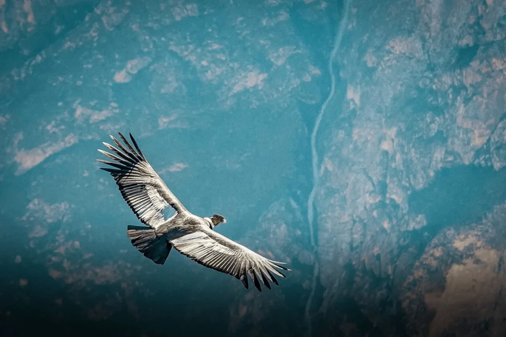 Chonta Condor Tour from Cusco – 1 Day Condor Viewpoint Experience