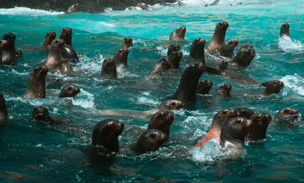 Tour Islas Palomino y Nado con Lobos Marinos | Lima