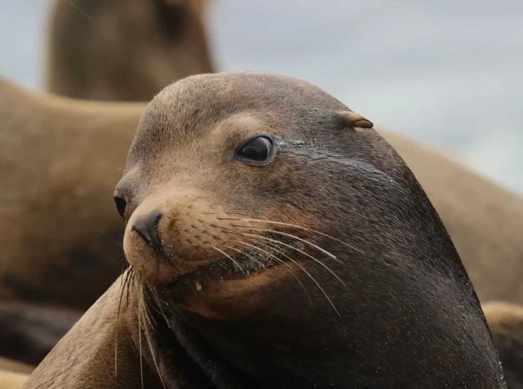 Tour Islas Palomino y Nado con Lobos Marinos | Lima