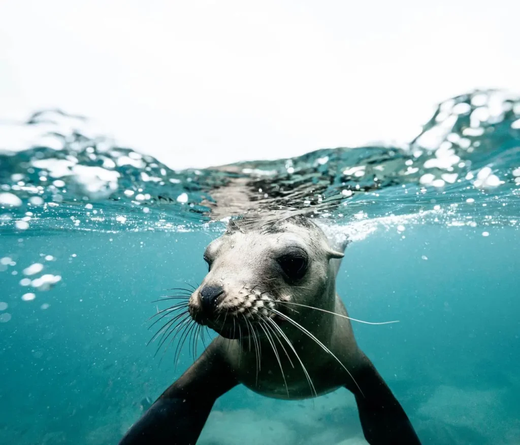 Tour Islas Palomino y Nado con Lobos Marinos | Lima